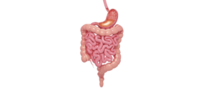 The Gastro Intestinal System